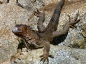 Thumbnail for Bonaire and Aruba